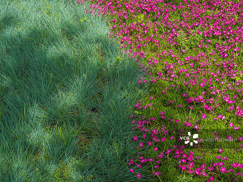 河南省郑州市惠济区古树苑图片素材