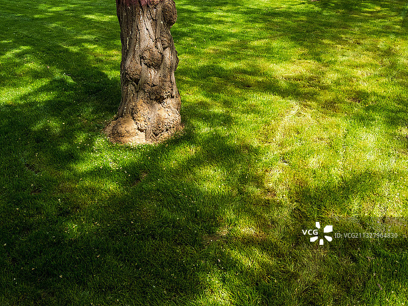 河南省郑州市惠济区古树苑图片素材