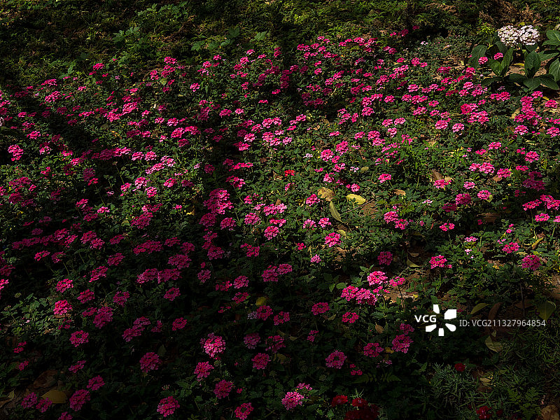 河南省郑州市惠济区古树苑图片素材