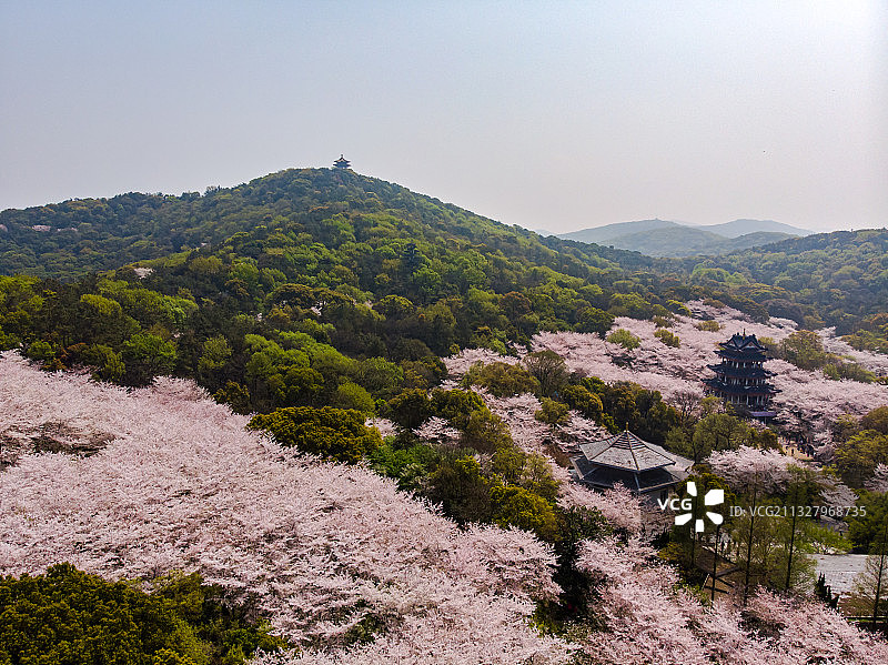江苏省无锡市太湖鼋头渚樱花谷赏樱楼图片素材