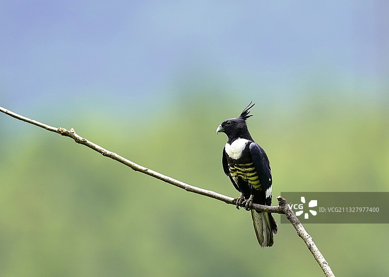 黒冦鹃隼图片素材