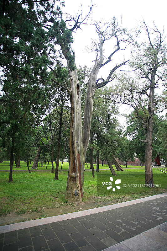 曲阜孔庙古树图片素材