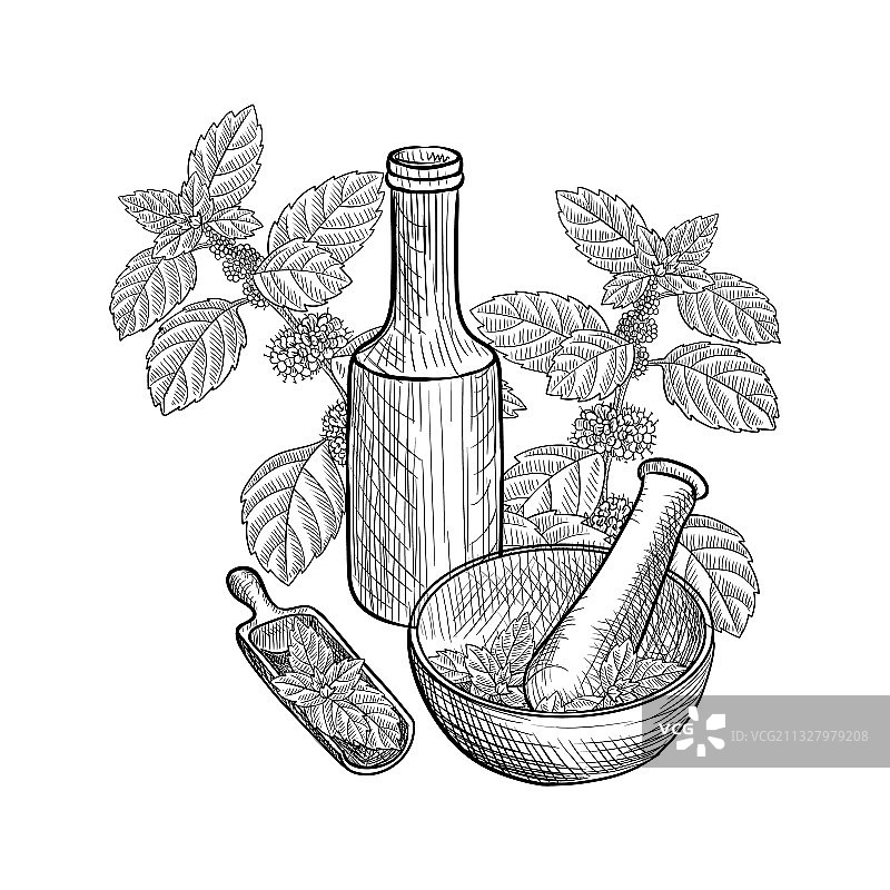 薄荷精油绘图图片素材