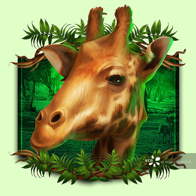 【长颈鹿】野生动物科普系列图片素材