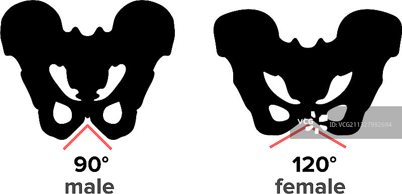 男性和女性骨盆解剖结构图片素材