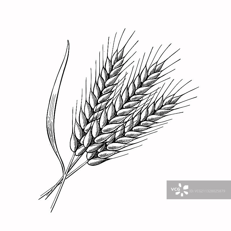 手绘麦穗和大麦穗图片素材