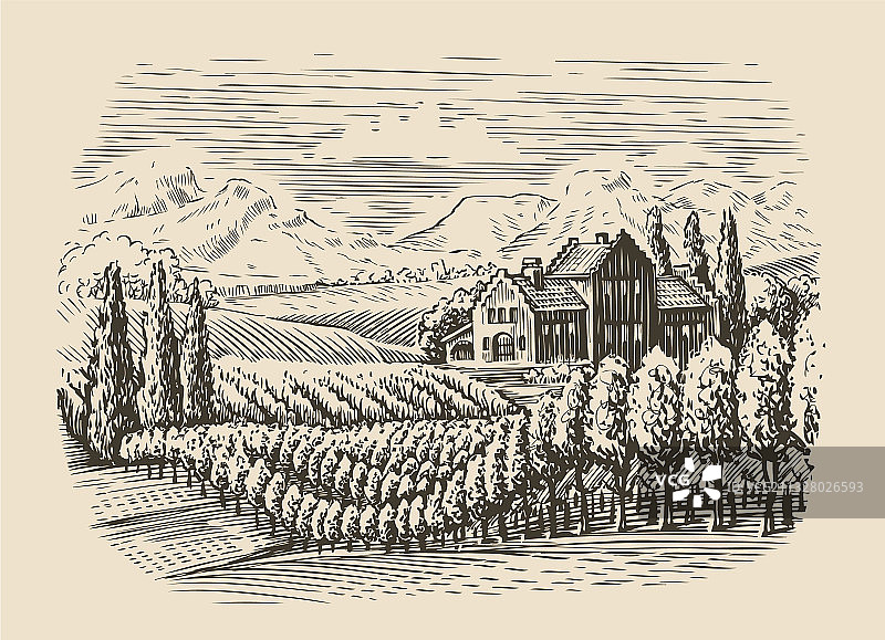 手绘葡萄园景观素描图片素材