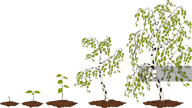 五阶段生长的枫桦树图片素材