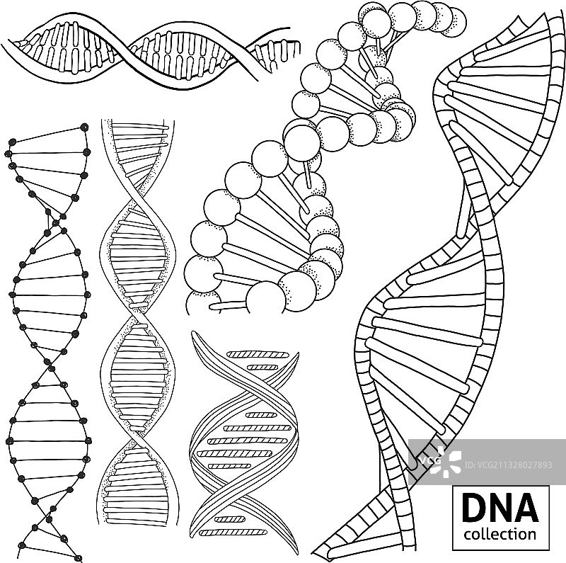 手绘DNA结构图片素材