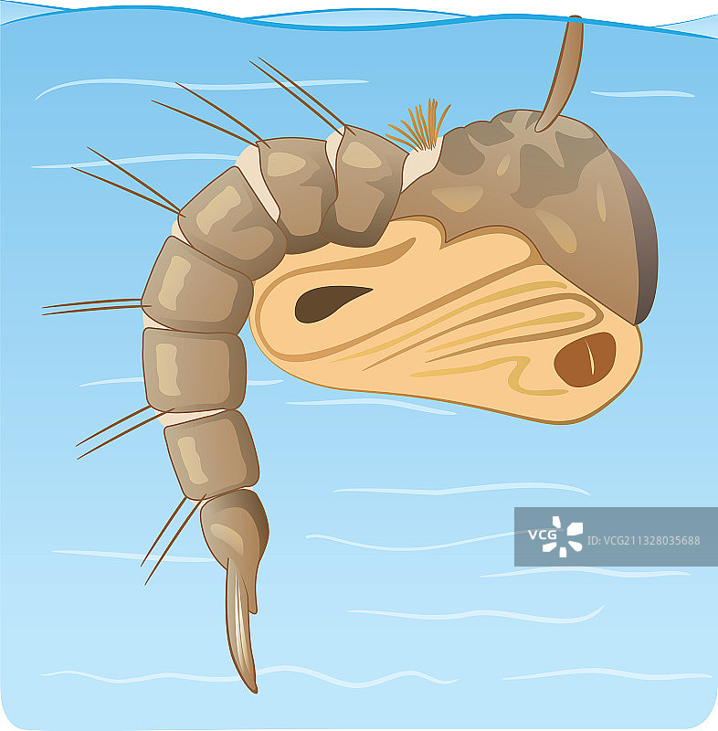 传播疾病的自然蚊子蛹图片素材