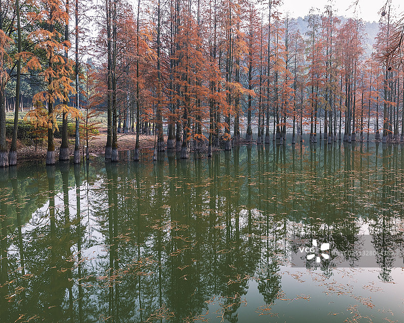 九真山水杉林图片素材