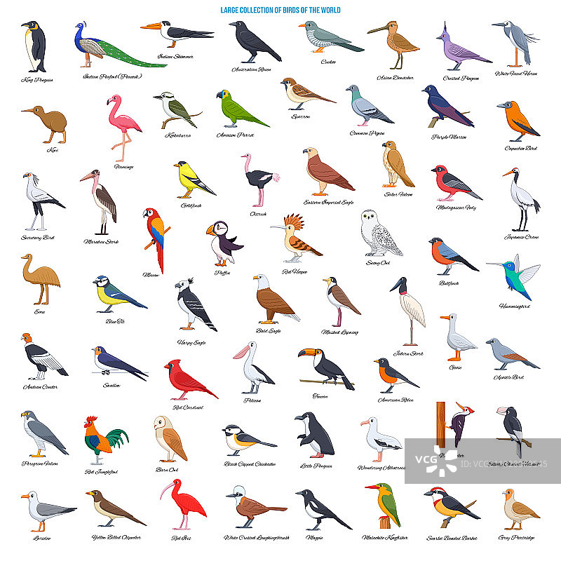 世界鸟类大集合图片素材