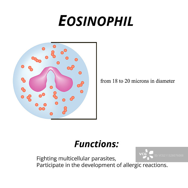 嗜酸性粒细胞的功能图片素材