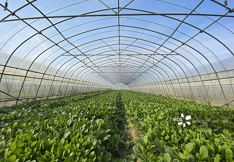 归原田居有机农庄 上海的温室种植大棚图片素材