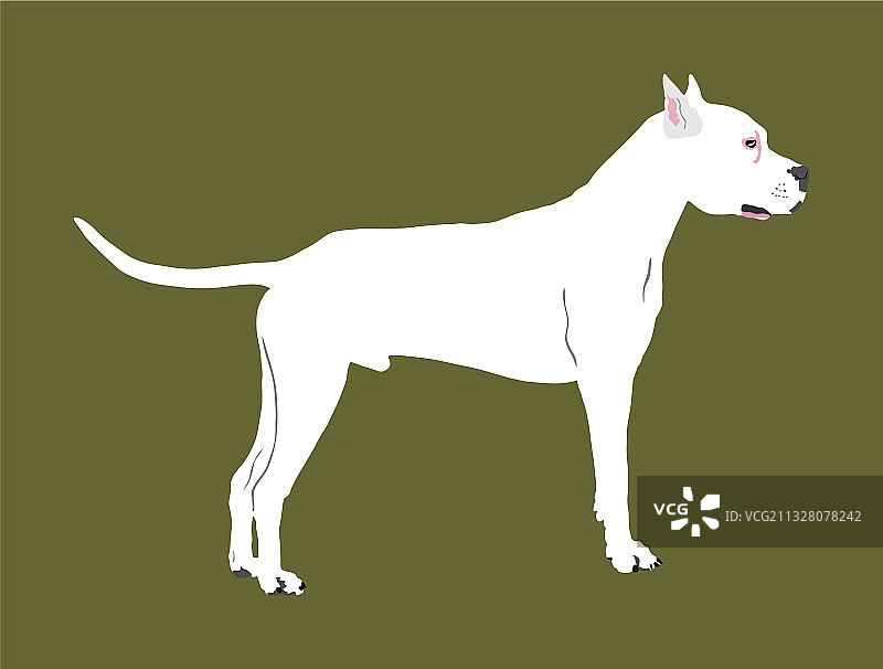 美国斯塔福郡斗牛梗犬图片素材