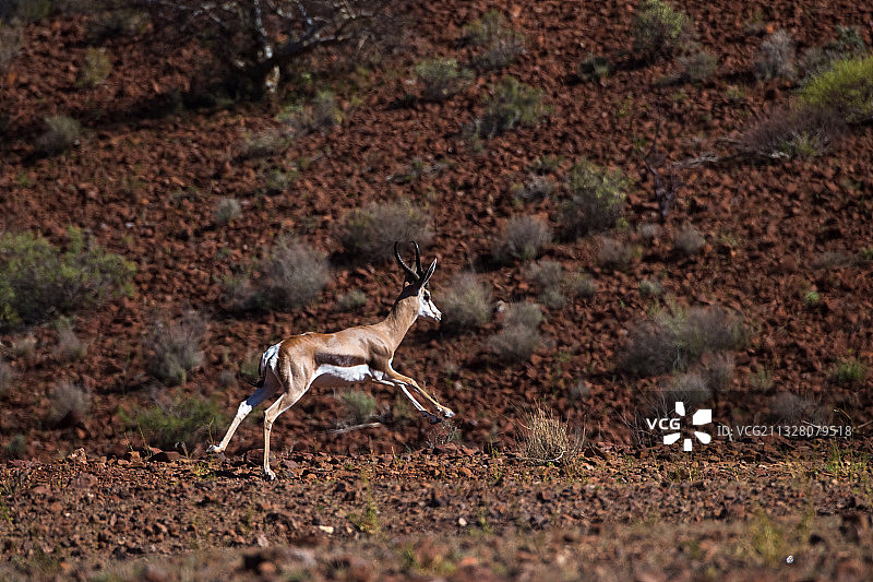 纳米布沙漠中的跳羚图片素材