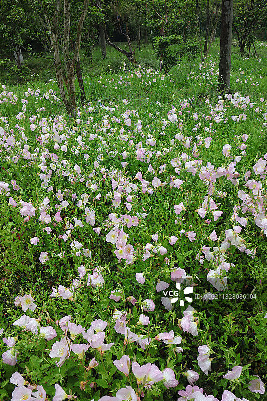 雨后树林中的月见草图片素材