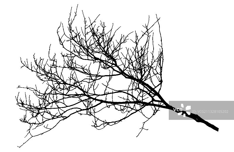 秋季树枝剪影图片素材