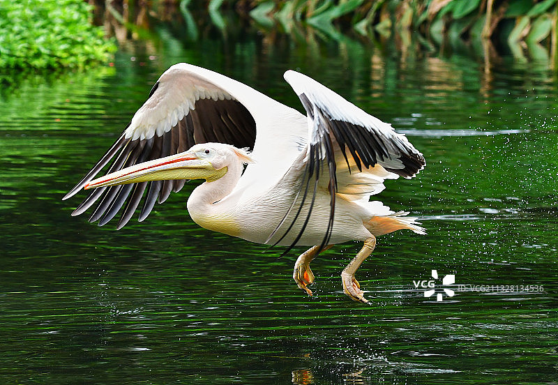 在水面上飞行的大鸟鹈鹕图片素材