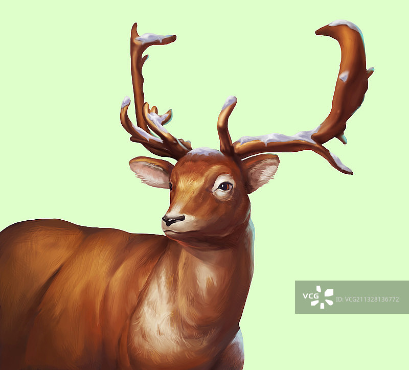 圣诞鹿可爱写实鹿子图片素材