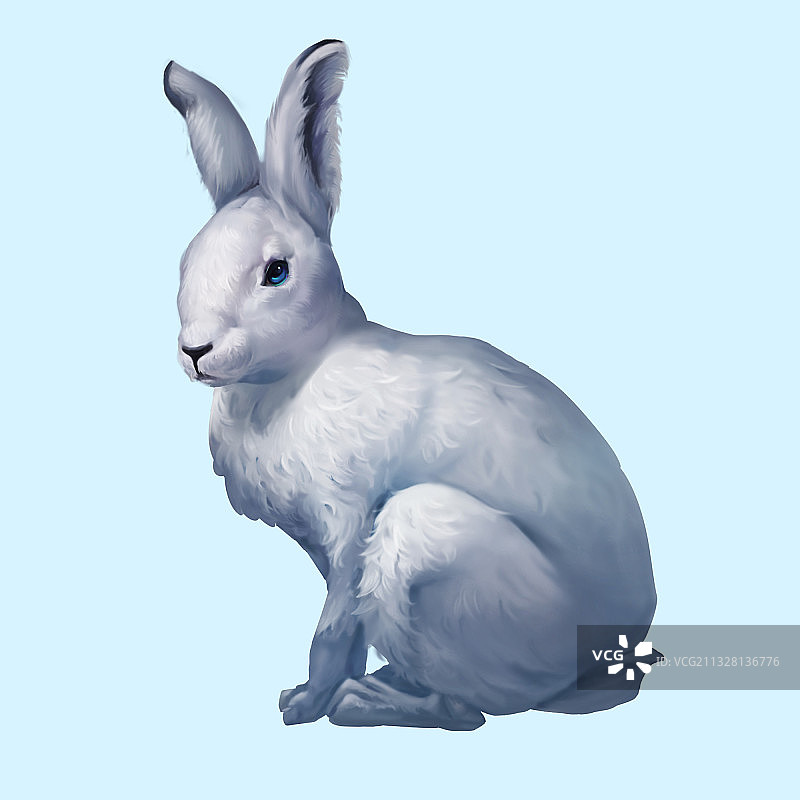 雪兔非常可爱图片素材