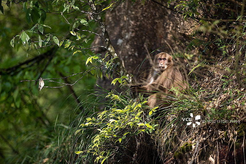 黄山短尾猴图片素材