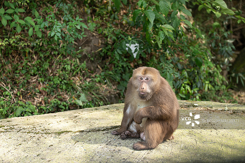 黄山短尾猴图片素材