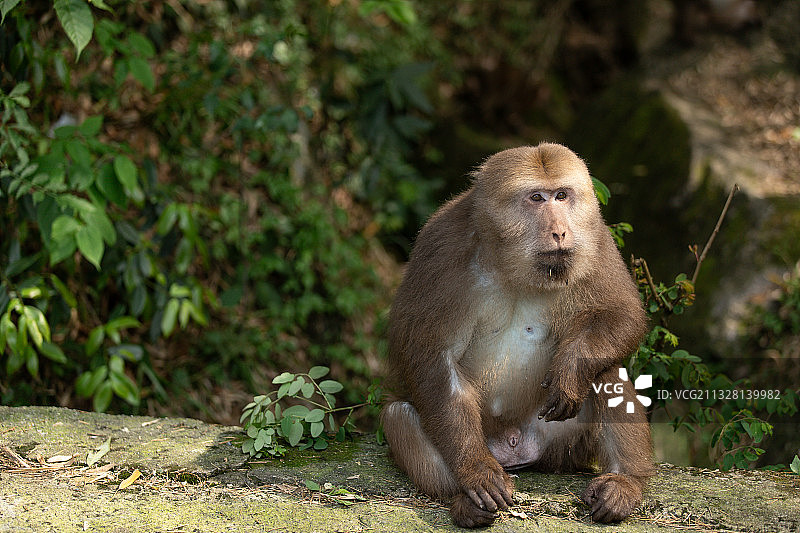 黄山短尾猴图片素材