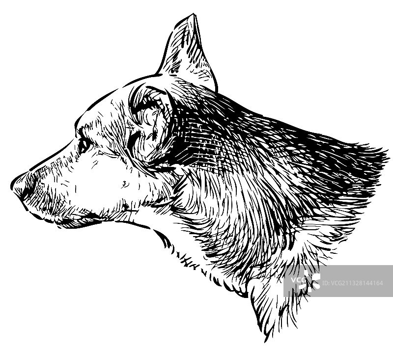 看门犬素描头像图片素材