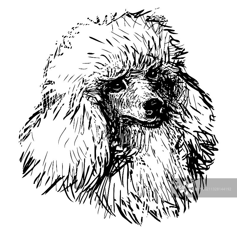 可爱的白色贵宾犬肖像素描图片素材