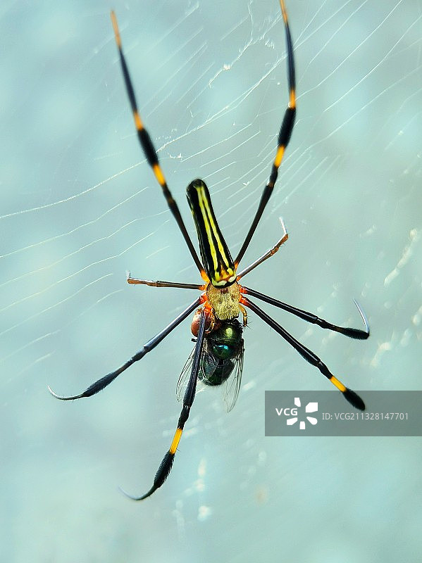 捕猎食物图片素材