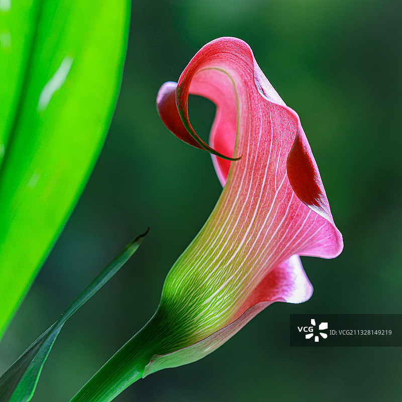 粉色馬蹄蓮图片素材