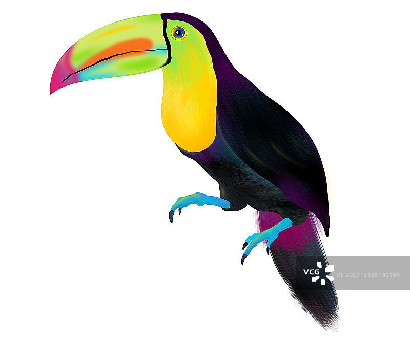 夏天热带动物巨嘴鸟手绘插画设计元素psd图片素材