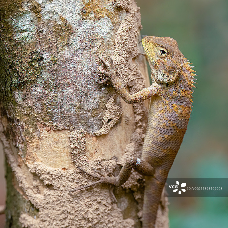 变色龙chameleon图片素材