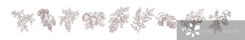 逼真细致的单色浆果素材图片素材