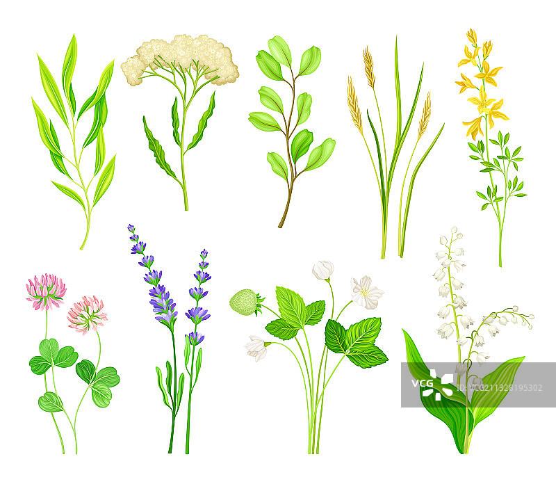野花与草本开花植物图片素材