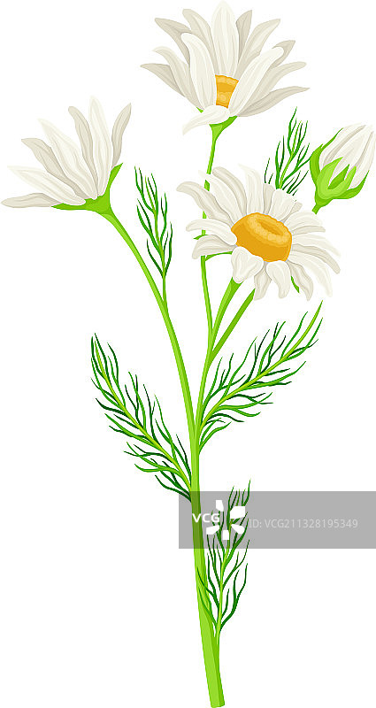 甘菊或洋甘菊野生品种图片素材