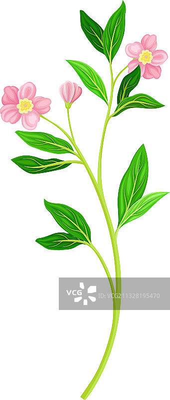 野花草甸小花图片素材