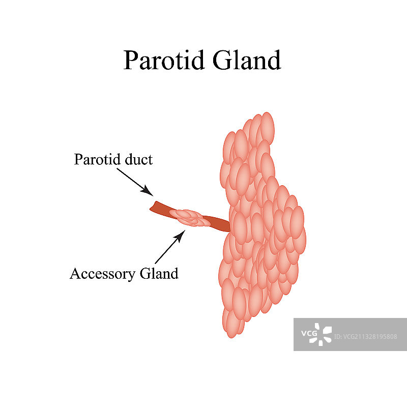 腮腺结构图图片素材