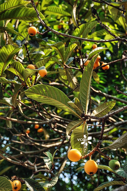枇杷 枇杷熟了图片素材