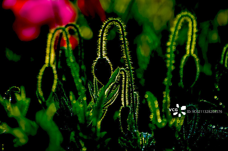 虞美人花（7）图片素材