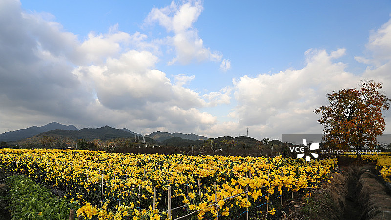 山脚下金丝黄菊，拍摄于安徽省黄山市休宁县盐铺村图片素材