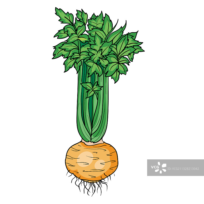 带圆形根的大型成熟芹菜灌木图片素材