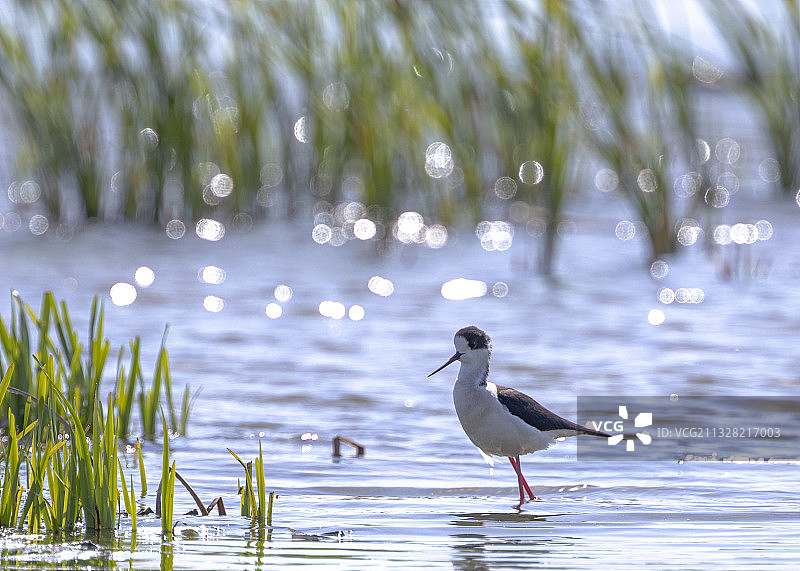 长脚鹬图片素材
