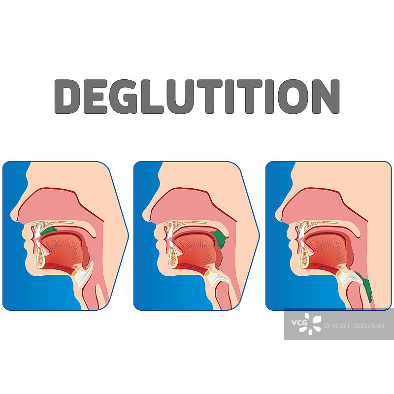 人体生理学吞咽过程图片素材