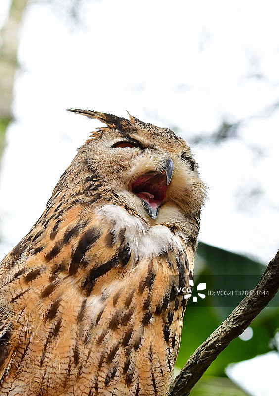 正在打哈欠的大猫头鹰雕鸮图片素材