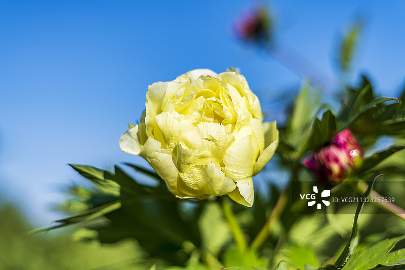 黄牡丹图片素材