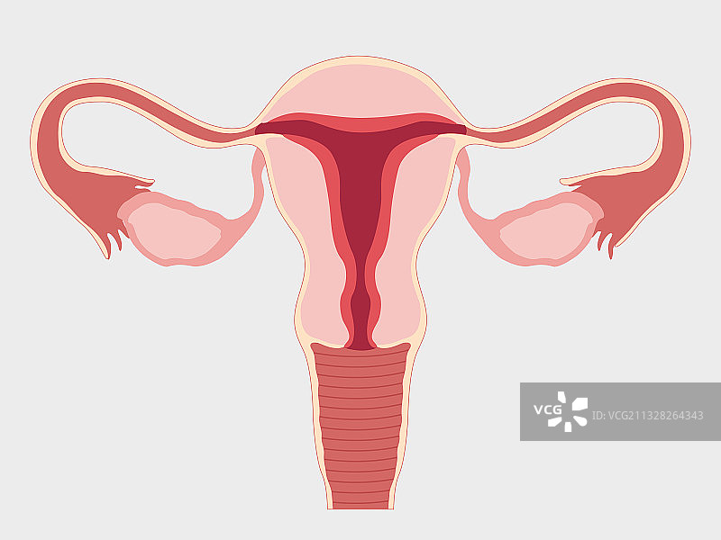 女性生殖系统图片素材