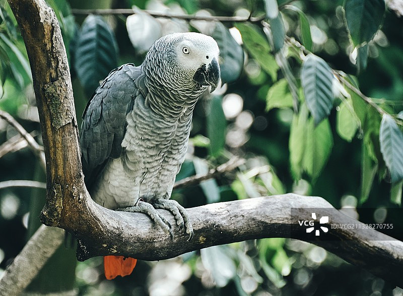 超凶的金刚鹦鹉图片素材