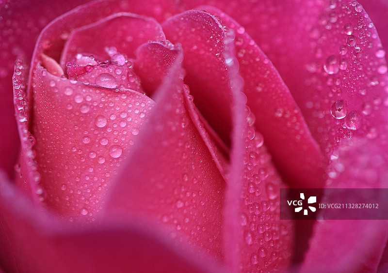 江苏淮安市花月季花图片素材